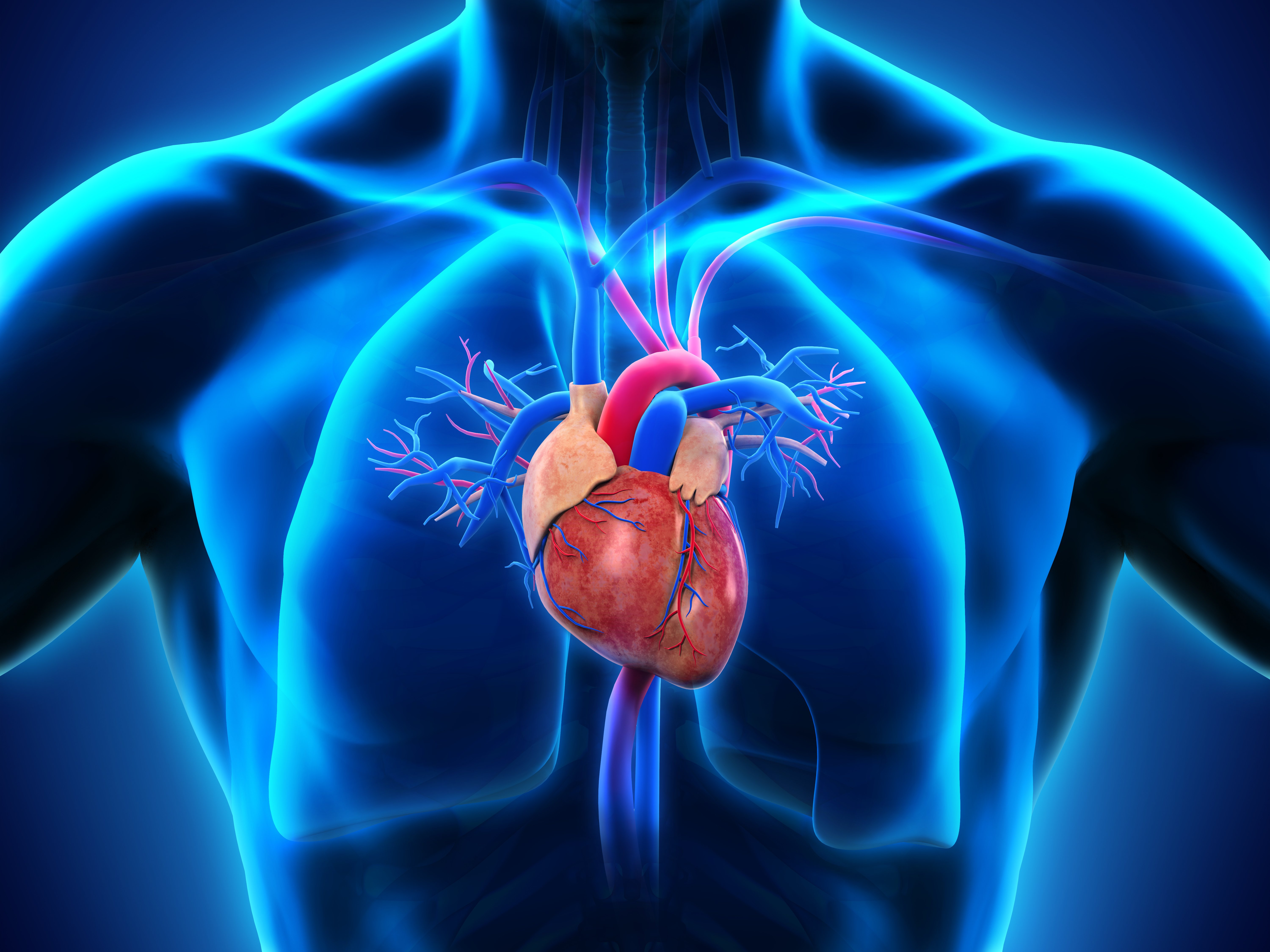 anatomy of the human heart detailed anatomy of the heart Crpodt