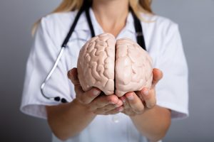 female doctor holding human brain model
