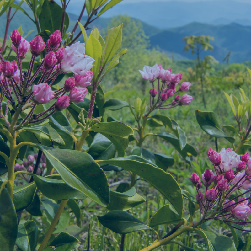 Memorial Donation to the APDA Connecticut Chapter -  Image Mountain Laurel flowers