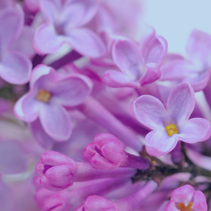 Give a donation in memory or as a Tribute to the APDA Northest Chapter.   Image of a Rhode Island Flower