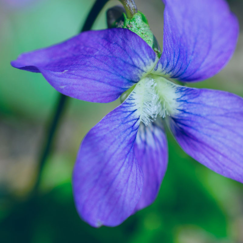 Make a memorial or tribute gift to the APDA Wisconsin Chapter - Image of the Wisconsin State Flower, the common blue violet